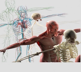 The Human Body Image